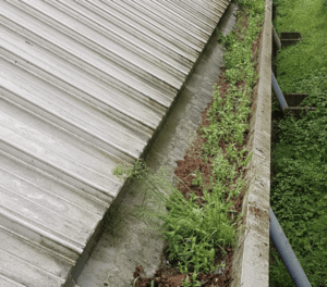 Happy customers in Earley who trust The Roof Moss Cleaners for gutter cleaning services